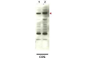 Western blot using  affinity purified anti-SMAD4 to detect over-expressed SMAD4 in transfected COS cells (lane 2). (SMAD4 抗体)