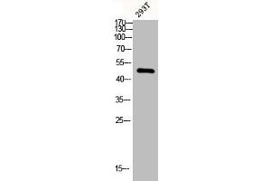 Western blot analysis of 293T lysis using ChemR23 antibody. (CMKLR1 抗体  (Internal Region))