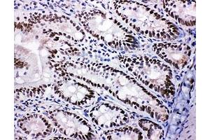 IHC-F testing of SHC antibody and rat intestine tissue