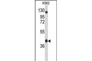 Western Blotting (WB) image for anti-Apolipoprotein B mRNA Editing Enzyme, Catalytic Polypeptide-Like 3F (APOBEC3F) (AA 22-48), (N-Term) antibody (ABIN653123)