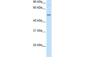 WB Suggested Anti-BHMT Antibody  Titration: 2. (BHMT 抗体  (N-Term))