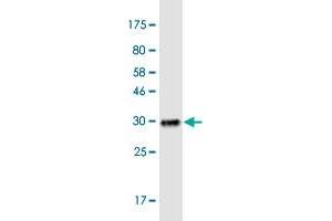 Western Blot detection against Immunogen (32. (SLC15A3 抗体  (AA 254-311))