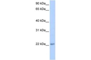 Western Blotting (WB) image for anti-Transcription Elongation Factor A (SII)-Like 2 (TCEAL2) antibody (ABIN2463367) (TCEAL2 抗体)