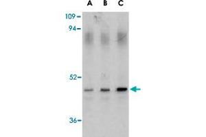 Western blot analysis of CASP1 in HeLa cell lysate with CASP1 polyclonal antibody  at (A) 0. (Caspase 1 抗体  (Internal Region))