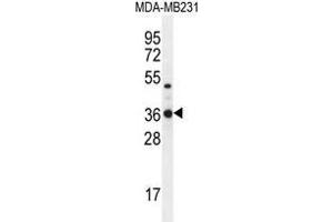 TPSD1 Antibody (C-term) western blot analysis in MDA-MB231 cell line lysates (35 µg/lane). (TPSD1 抗体  (C-Term))