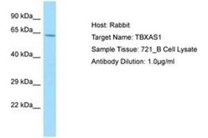 Image no. 1 for anti-thromboxane A Synthase 1 (Platelet) (TBXAS1) (AA 284-333) antibody (ABIN6750000) (TBXAS1 抗体  (AA 284-333))