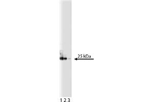 Western Blotting (WB) image for anti-Eukaryotic Translation Initiation Factor 4E (EIF4E) (AA 1-217) antibody (ABIN967870) (EIF4E 抗体  (AA 1-217))