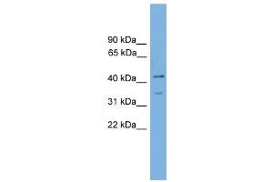 WB Suggested Anti-Foxj1 Antibody Titration:  0. (FOXJ1 抗体  (Middle Region))