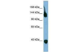 Western Blotting (WB) image for anti-Sema Domain, Transmembrane Domain (TM), and Cytoplasmic Domain, (Semaphorin) 6A (SEMA6A) (Middle Region) antibody (ABIN2783807)