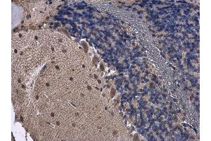 IHC-P Image FGF13 antibody detects FGF13 protein at cytoplasm in mouse brain by immunohistochemical analysis. (FGF13 抗体)