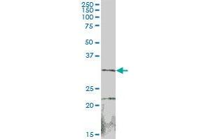 SULT1B1 MaxPab polyclonal antibody. (SULT1B1 抗体  (AA 1-296))