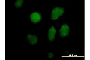 Immunofluorescence of purified MaxPab antibody to TAF5L on HeLa cell. (TAF5L 抗体  (AA 1-325))
