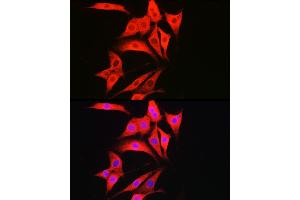 Immunofluorescence analysis of NIH/3T3 cells using C Rabbit pAb (ABIN7266110) at dilution of 1:50 (40x lens). (Caspase 1 抗体)