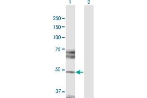 Western Blot analysis of HDAC3 expression in transfected 293T cell line by HDAC3 MaxPab polyclonal antibody. (HDAC3 抗体  (AA 1-428))