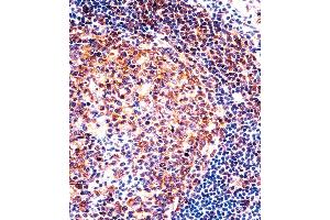 PTGIR Antibody immunohistochemistry analysis in formalin fixed and paraffin embedded human tonsil tissue followed by peroxidase conjugation of the secondary antibody and DAB staining. (PTGIS 抗体  (AA 210-238))