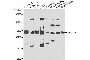 Western blot analysis of extracts of various cell lines, using ACAD9 antibody. (ACAD9 抗体)