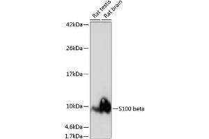 Western blot analysis of extracts of various cell lines, using S100 beta antibody (ABIN7270131) at 1:1000 dilution. (S100B 抗体)
