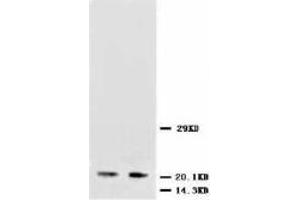 Image no. 2 for anti-Neurotrophin 3 (NTF3) (Internal Region) antibody (ABIN1490362) (Neurotrophin 3 抗体  (Internal Region))