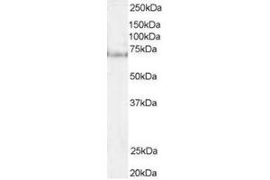 Image no. 1 for anti-Pescadillo Ribosomal Biogenesis Factor 1 (PES1) (N-Term) antibody (ABIN374331) (PES1 抗体  (N-Term))