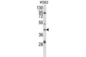 Western blot analysis of COQ3 Antibody (Center) in K562 cell line lysates (35ug/lane). (COQ3 抗体  (Middle Region))