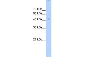 WB Suggested Anti-ZNF500 Antibody Titration:  0. (ZNF500 抗体  (N-Term))
