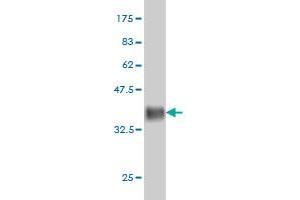 Western Blotting (WB) image for anti-ADP-Ribosylation-Like Factor 6 Interacting Protein 4 (ARL6IP4) (AA 261-360) antibody (ABIN565591)