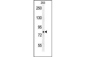 Western blot analysis of P protein Antibody (N-term) in 293 cell line lysates (35ug/lane). (OCA2 抗体  (N-Term))