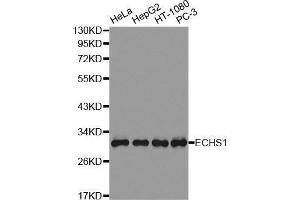 Western Blotting (WB) image for anti-Enoyl CoA Hydratase, Short Chain, 1, Mitochondrial (ECHS1) (AA 28-290) antibody (ABIN1679640) (ECHS1 抗体  (AA 28-290))