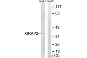 Western blot analysis of extracts from HuvEc cells, using GRAP2 Antibody. (GRAP2 抗体  (AA 121-170))