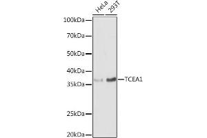 Western blot analysis of extracts of various cell lines, using TCE antibody (0541) at 1:1000 dilution. (TCEA1 抗体  (AA 80-180))