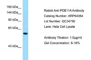 Western Blotting (WB) image for anti-phosphodiesterase 11A (PDE11A) (C-Term) antibody (ABIN971365) (PDE11A 抗体  (C-Term))