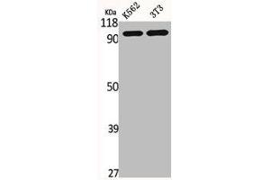 Western Blot analysis of K562 NIH-3T3 cells using HURP Polyclonal Antibody (DLGAP5 抗体  (C-Term))