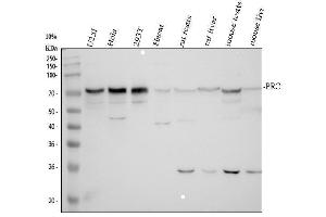 Western blot analysis of PRC1 using anti-PRC1 antibody (ABIN3043445).