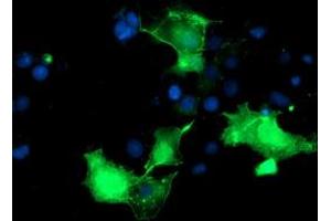 Anti-PDLIM2 mouse monoclonal antibody (ABIN2454447) immunofluorescent staining of COS7 cells transiently transfected by pCMV6-ENTRY PDLIM2 (RC210022). (PDLIM2 抗体)