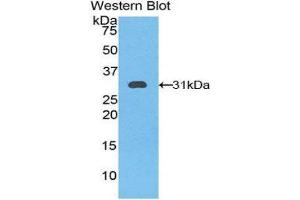 Western Blotting (WB) image for anti-Kallikrein 11 (KLK11) (AA 39-282) antibody (ABIN3208132) (Kallikrein 11 抗体  (AA 39-282))