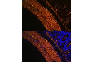 Immunofluorescence analysis of rat colon using α-Smooth Muscle Actin  Rabbit mAb (ABIN7265392) at dilution of 1:100 (40x lens). (Smooth Muscle Actin 抗体)