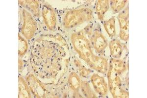 Immunohistochemistry of paraffin-embedded human kidney tissue using ABIN7152677 at dilution of 1:100 (FERD3L 抗体  (AA 1-167))