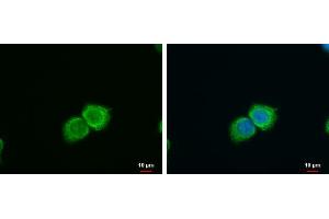 ICC/IF Image SFXN4 antibody detects SFXN4 protein at cytoplasm by immunofluorescent analysis. (Sideroflexin 4 抗体)
