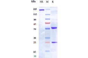 Anti-EphA2 Reference Antibody (MEDI-547) on SDS-PAGE under reducing (R) condition.