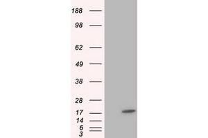 HEK293T cells were transfected with the pCMV6-ENTRY control (Left lane) or pCMV6-ENTRY TTC32 (Right lane) cDNA for 48 hrs and lysed. (TTC32 抗体)