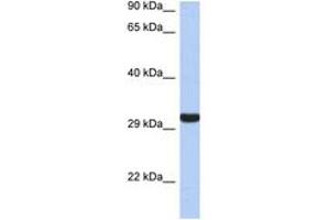 Image no. 1 for anti-Granzyme K (Granzyme 3, Tryptase II) (GZMK) (AA 143-192) antibody (ABIN6743353) (GZMK 抗体  (AA 143-192))