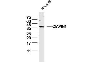 Hcclm3 lysates probed with CIAPIN1 Polyclonal Antibody, unconjugated  at 1:300 overnight at 4°C followed by a conjugated secondary antibody for 60 minutes at 37°C. (CIAPIN1 抗体  (AA 51-150))