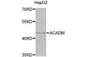 Western blot analysis of extracts of various cell lines, using ACADM antibody. (Medium-Chain Specific Acyl-CoA Dehydrogenase, Mitochondrial (AA 1-220) 抗体)
