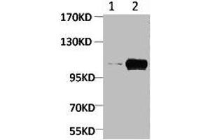 Western blot analysis of Maize 1) Dark, 2) Light, diluted at 1:2000. (PGC 抗体  (pSer15))