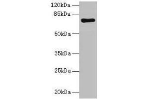 Western blot All lanes: KAT7 antibody at 2 μg/mL + Rat brain tissue Secondary Goat polyclonal to rabbit IgG at 1/10000 dilution Predicted band size: 71, 59, 52, 67, 56 kDa Observed band size: 71 kDa (MYST2 抗体  (AA 1-214))