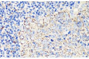Immunohistochemistry of paraffin-embedded Human tonsil using FKBP1A Polyclonal Antibody at dilution of 1:200 (40x lens). (FKBP1A 抗体)