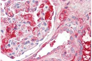 Image no. 2 for anti-Kininogen 1 (KNG1) (AA 251-300) antibody (ABIN6749733) (KNG1 抗体  (AA 251-300))