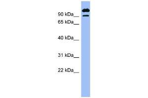 WB Suggested Anti-SCYL3 Antibody Titration: 0.