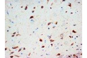 Image no. 1 for anti-Secretogranin III (SCG3) (C-Term) antibody (ABIN1492927) (SCG3 抗体  (C-Term))