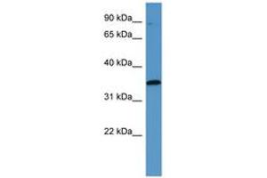 Image no. 1 for anti-Mitogen-Activated Protein Kinase-Activated Protein Kinase 3 (MAPKAPK3) (C-Term) antibody (ABIN6746803) (MAPKAP Kinase 3 抗体  (C-Term))
